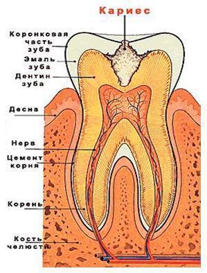 Анатомическое строение зубов человека